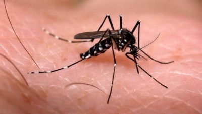 OMS lança plano global de combate ao zika e a síndromes associadas ao vírus