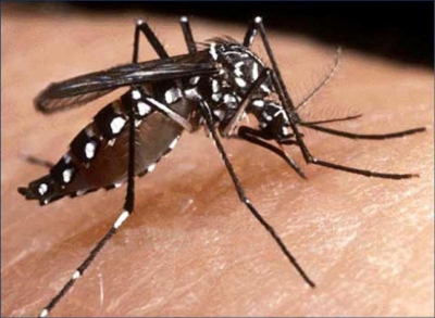 Brasil vive epidemia de dengue: saiba como tratar e prevenir
